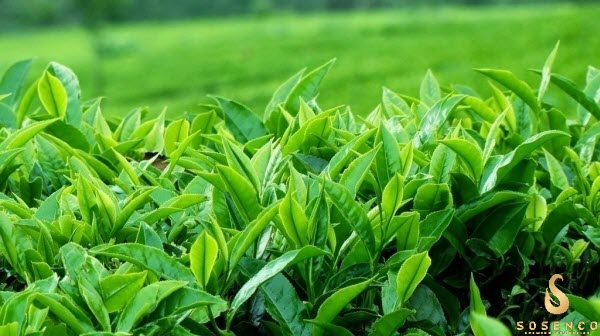 gel rửa mặt dịu nhẹ